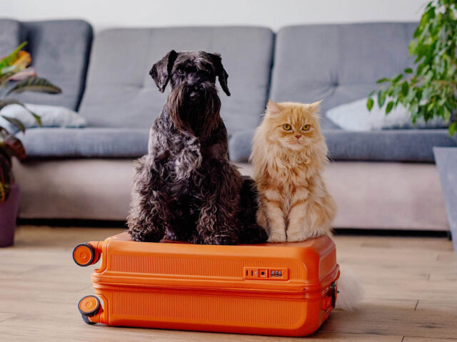 A Guide to Pet Safety When on Vacation