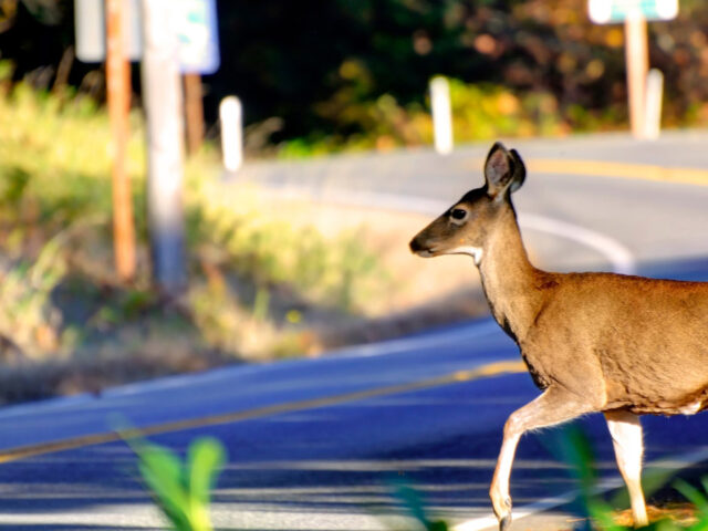 Deer Season Driving Checklist